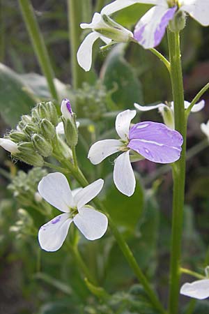 Hesperis matronalis \ Gewhnliche Nachtviole / Dame's Violet, D Mannheim 7.5.2009