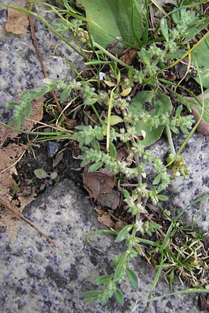 Herniaria hirsuta \ Behaartes Bruchkraut / Hairy Rupture-Wort, D Mannheim 31.7.2009
