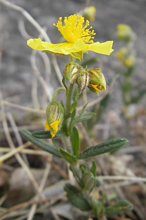 Helianthemum nummularium \ Kleinblttriges Sonnenrschen / Common Rock-Rose, D Idar-Oberstein 14.5.2011