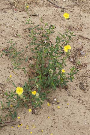 Helianthemum nummularium \ Kleinblttriges Sonnenrschen / Common Rock-Rose, D Pfungstadt 29.5.2014