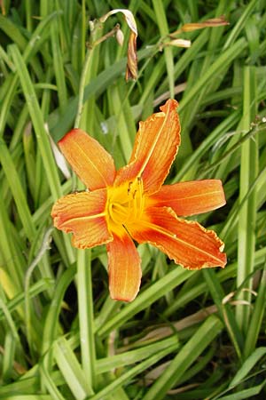 Hemerocallis fulva \ Gelbrote Taglilie / Common Day Lily, D Gimbsheim 23.6.2014