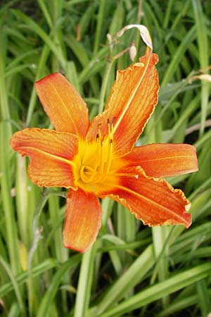 Hemerocallis fulva \ Gelbrote Taglilie / Common Day Lily, D Gimbsheim 23.6.2014