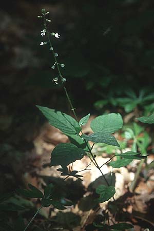 Circaea lutetiana \ Gewhnliches Hexenkraut, Groes Hexenkraut / Enchanter's Nightshade, D Karlsruhe 17.7.2005
