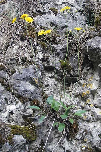 Hieracium murorum \ Wald-Habichtskraut, Mauer-Habichtskraut / Wall Hawkweed, D Franken/Franconia Ehrenbürg 17.5.2012
