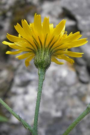 Hieracium murorum \ Wald-Habichtskraut, Mauer-Habichtskraut / Wall Hawkweed, D Franken/Franconia Ehrenbürg 17.5.2012