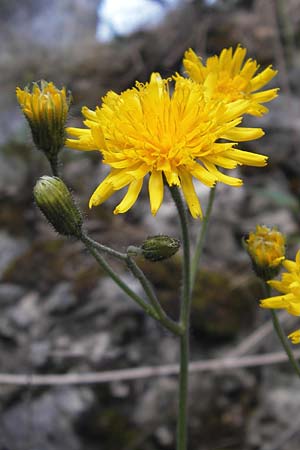 Hieracium murorum \ Wald-Habichtskraut, Mauer-Habichtskraut / Wall Hawkweed, D Franken/Franconia Ehrenbürg 17.5.2012