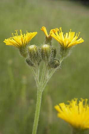Hieracium fallax \ Tuschendes Habichtskraut, D Mannheim 12.6.2012