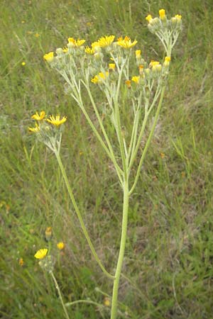 Hieracium fallax \ Tuschendes Habichtskraut, D Mannheim 12.6.2012