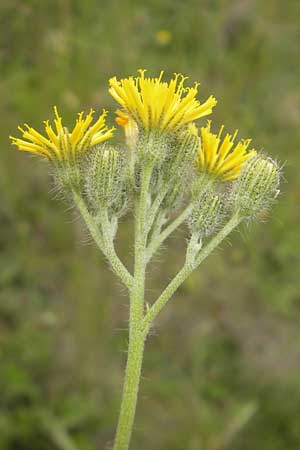 Hieracium fallax \ Tuschendes Habichtskraut, D Mannheim 12.6.2012