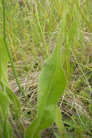Hieracium fallax \ Tuschendes Habichtskraut, D Mannheim 12.6.2012