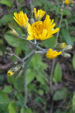 Hieracium murorum \ Wald-Habichtskraut, Mauer-Habichtskraut / Wall Hawkweed, D Wolfstein 21.5.2011