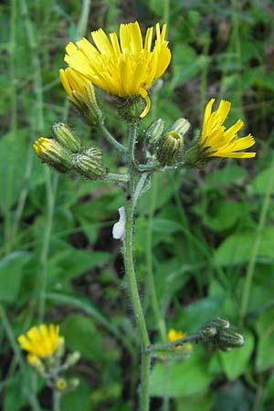 Hieracium murorum \ Wald-Habichtskraut, Mauer-Habichtskraut / Wall Hawkweed, D Wolfstein 21.5.2011