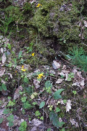 Hieracium glaucinum \ Frhblhendes Habichtskraut / Early Hawkweed, D Eberbach 23.7.2012