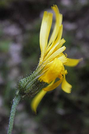 Hieracium glaucinum \ Frhblhendes Habichtskraut / Early Hawkweed, D Eberbach 23.7.2012