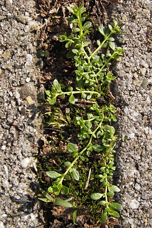 Herniaria glabra \ Kahles Bruchkraut / Rupture-Wort, D Heidelberg 30.8.2013