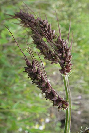 Echinochloa crus-galli \ Hhnerhirse / Cockspur, D Waghäusel 16.9.2006