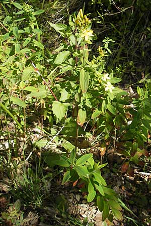 Hypericum hirsutum \ Behaartes Johanniskraut / Hairy St. John's-Wort, D Weinheim an der Bergstraße 26.7.2009