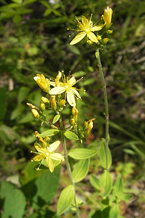 Hypericum hirsutum \ Behaartes Johanniskraut / Hairy St. John's-Wort, D Weinheim an der Bergstraße 26.7.2009