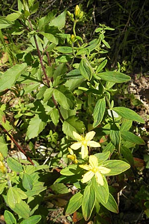 Hypericum hirsutum \ Behaartes Johanniskraut / Hairy St. John's-Wort, D Weinheim an der Bergstraße 26.7.2009