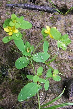 Hypericum humifusum \ Niederliegendes Johanniskraut / Trailing St. John's-Wort, D Odenwald, Neckargemünd-Mückenloch 13.9.2010