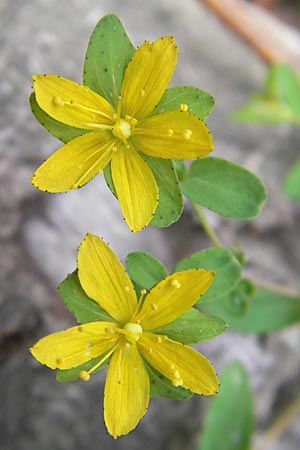 Hypericum humifusum \ Niederliegendes Johanniskraut / Trailing St. John's-Wort, D Odenwald, Neckargemünd-Mückenloch 13.9.2010