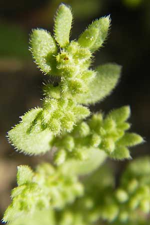 Herniaria hirsuta \ Behaartes Bruchkraut / Hairy Rupture-Wort, D Karlsruhe 20.5.2011