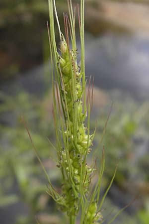 Echinochloa crus-galli \ Hhnerhirse / Cockspur, D Bad Dürkheim 2.7.2011