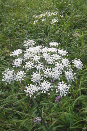 Peucedanum cervaria \ Hirschwurz-Haarstrang / Broad-Leaved Spignel, D Franken/Franconia Ebermannstadt 6.8.2011