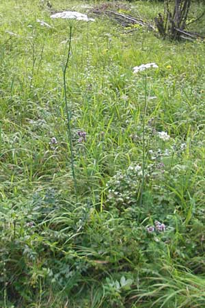 Peucedanum cervaria \ Hirschwurz-Haarstrang / Broad-Leaved Spignel, D Franken/Franconia Ebermannstadt 6.8.2011