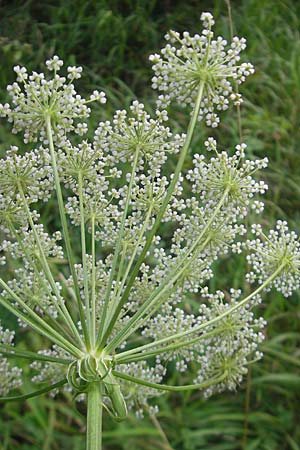 Peucedanum cervaria \ Hirschwurz-Haarstrang / Broad-Leaved Spignel, D Franken/Franconia Ebermannstadt 6.8.2011
