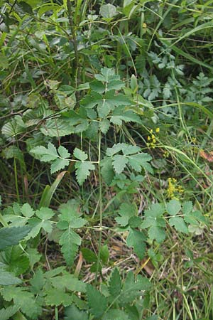 Peucedanum cervaria \ Hirschwurz-Haarstrang / Broad-Leaved Spignel, D Franken/Franconia Ebermannstadt 6.8.2011