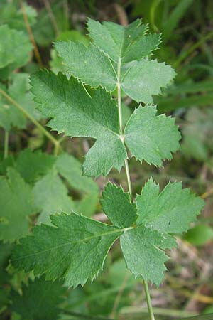 Peucedanum cervaria \ Hirschwurz-Haarstrang / Broad-Leaved Spignel, D Franken/Franconia Ebermannstadt 6.8.2011