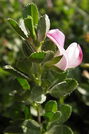 Ononis repens subsp. procurrens \ Kriechende Hauhechel / Common Restharrow, D Rheinhessen, Jugenheim 28.8.2012