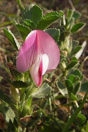 Ononis repens subsp. procurrens \ Kriechende Hauhechel / Common Restharrow, D Rheinhessen, Jugenheim 28.8.2012