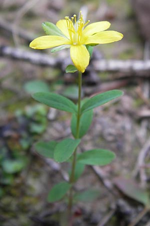 Hypericum humifusum \ Niederliegendes Johanniskraut / Trailing St. John's-Wort, D Gelnhausen 13.7.2013
