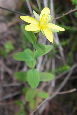 Hypericum humifusum \ Niederliegendes Johanniskraut / Trailing St. John's-Wort, D Gelnhausen 13.7.2013