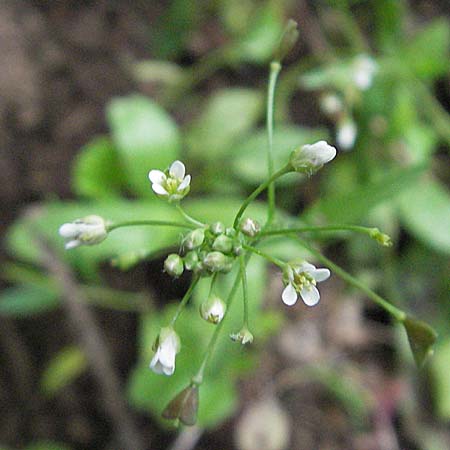 Capsella bursa-pastoris \ Hirtentschel / Shepherd's Purse, D Weinheim an der Bergstraße 20.5.2006