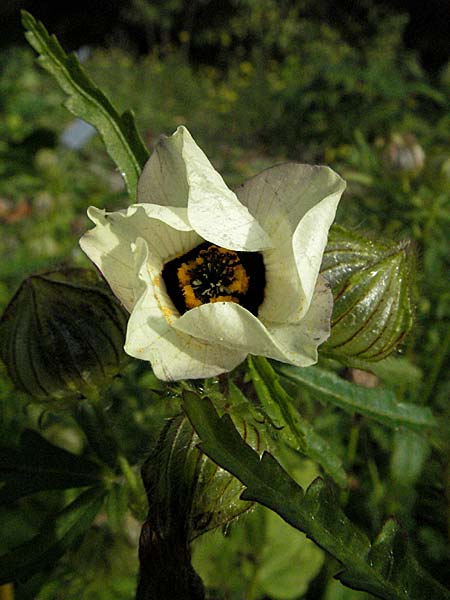 Hibiscus trionum \ Stunden-Eibisch / Bladder Ketmia, D Botan. Gar.  Universit.  Heidelberg 4.10.2006
