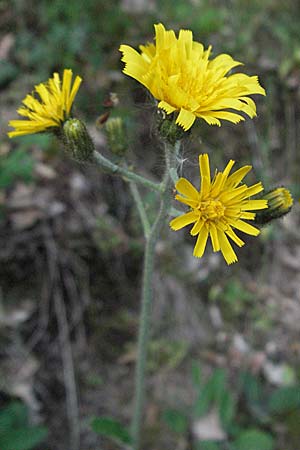 Hieracium murorum \ Wald-Habichtskraut, Mauer-Habichtskraut / Wall Hawkweed, D Odenwald, Unterabtsteinach 26.4.2007