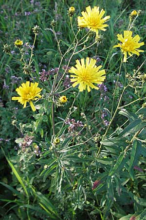 Hieracium umbellatum \ Doldiges Habichtskraut / Narrow-Leaved Hawkweed, D Hemsbach 16.8.2007