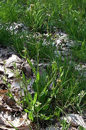 Capsella bursa-pastoris \ Hirtentschel / Shepherd's Purse, D Rheinhessen, Wendelsheim 26.4.2008