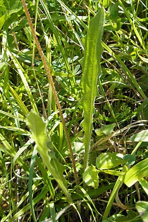 Leontodon hispidus \ Rauer Lwenzahn, Steifhaariges Milchkraut / Rough Hawkbit, D Bruchsal 13.6.2009