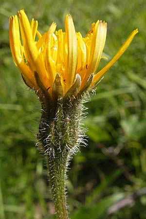Leontodon hispidus \ Rauer Lwenzahn, Steifhaariges Milchkraut / Rough Hawkbit, D Bruchsal 13.6.2009