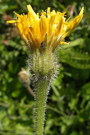 Leontodon hispidus \ Rauer Lwenzahn, Steifhaariges Milchkraut / Rough Hawkbit, D Bruchsal 13.6.2009