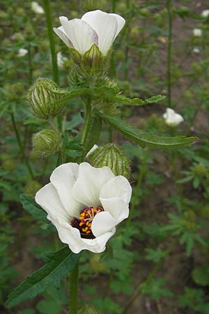 Hibiscus trionum \ Stunden-Eibisch / Bladder Ketmia, D Botan. Gar.  Universit.  Mainz 11.7.2009