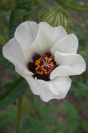 Hibiscus trionum \ Stunden-Eibisch / Bladder Ketmia, D Botan. Gar.  Universit.  Mainz 11.7.2009
