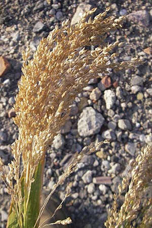Panicum miliaceum subsp. miliaceum \ Echte Rispen-Hirse / Common Millet, D Mannheim 11.9.2009