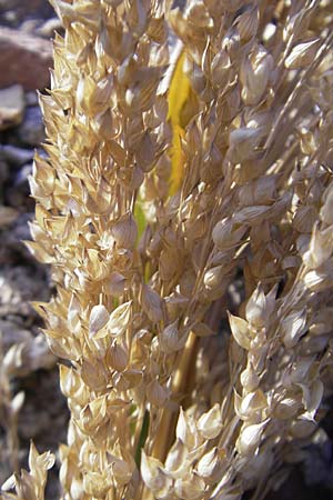 Panicum miliaceum subsp. miliaceum \ Echte Rispen-Hirse / Common Millet, D Mannheim 11.9.2009