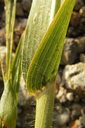 Panicum miliaceum subsp. miliaceum \ Echte Rispen-Hirse / Common Millet, D Mannheim 11.9.2009