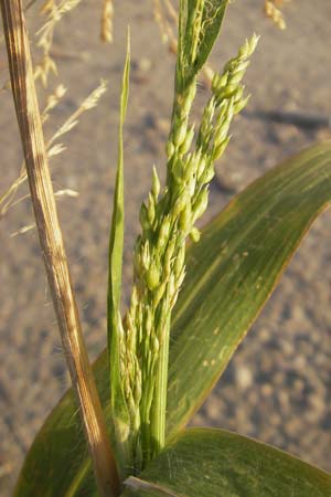 Panicum miliaceum subsp. miliaceum \ Echte Rispen-Hirse / Common Millet, D Mannheim 11.9.2009